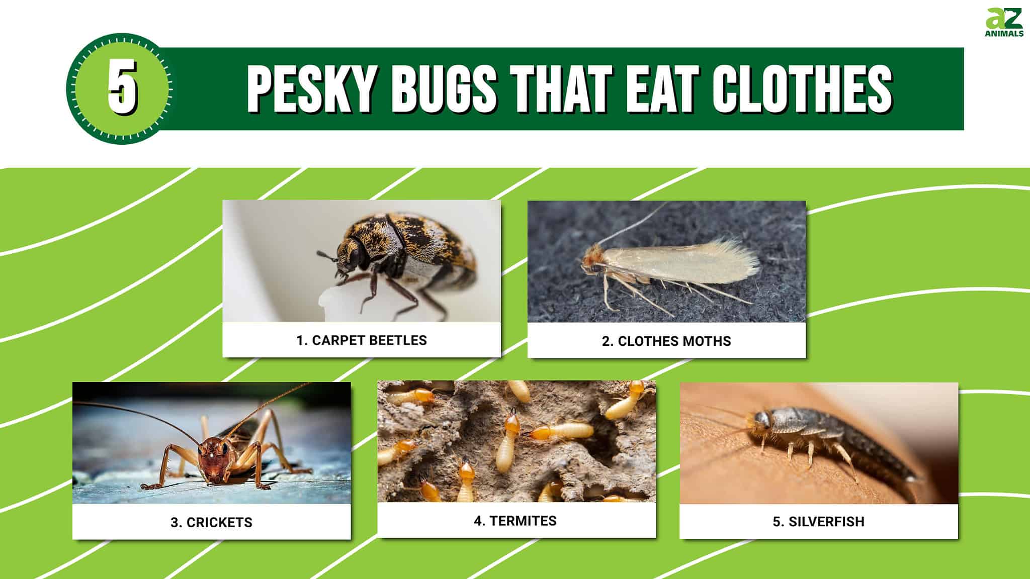 5 Pesky Bugs That Eat Clothes (And How To Get Rid of Them) - A-Z Animals