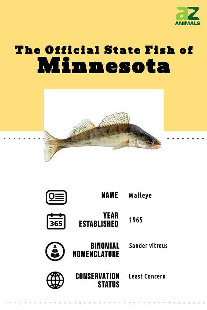 State animal infographic for the state fish of MN, the walleye.