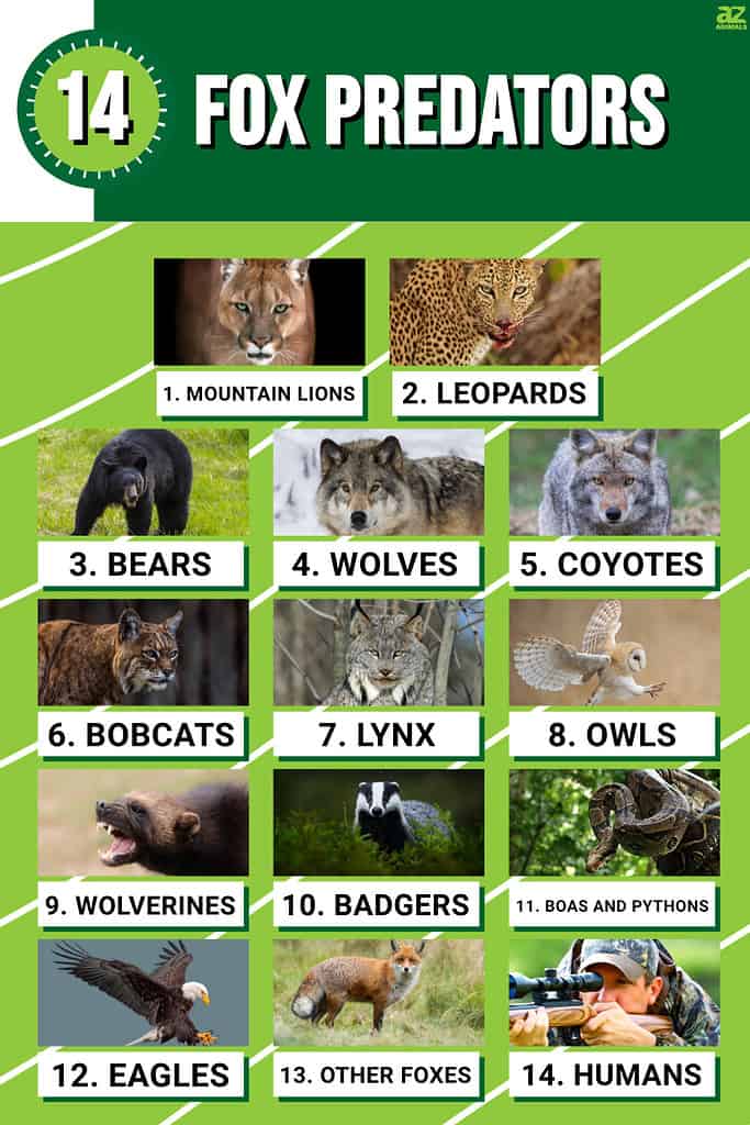 Infographic of Fox Predators