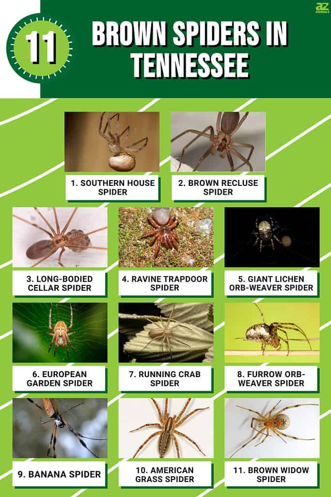 Infographic of 11 Brown Spiders in Tennessee