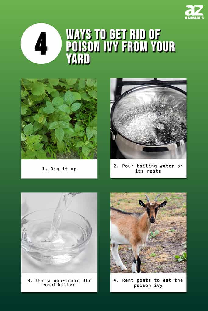 Infographic of 4 Ways to Get Rid of Poison Ivy From Your Yard