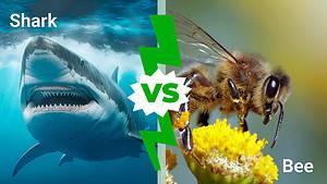 What Is More Likely To Kill You: A Shark or Bees? photo
