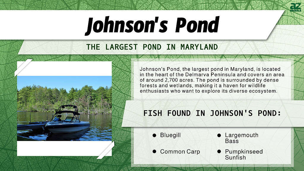 Johnson's Pond is the Largest Pond in Maryland