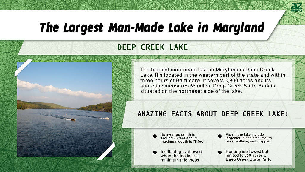Infographic of the Largest Man-Made Lake in Maryland