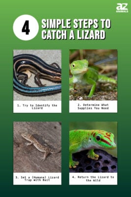 How to Catch a Lizard in 4 Simple Steps - A-Z Animals