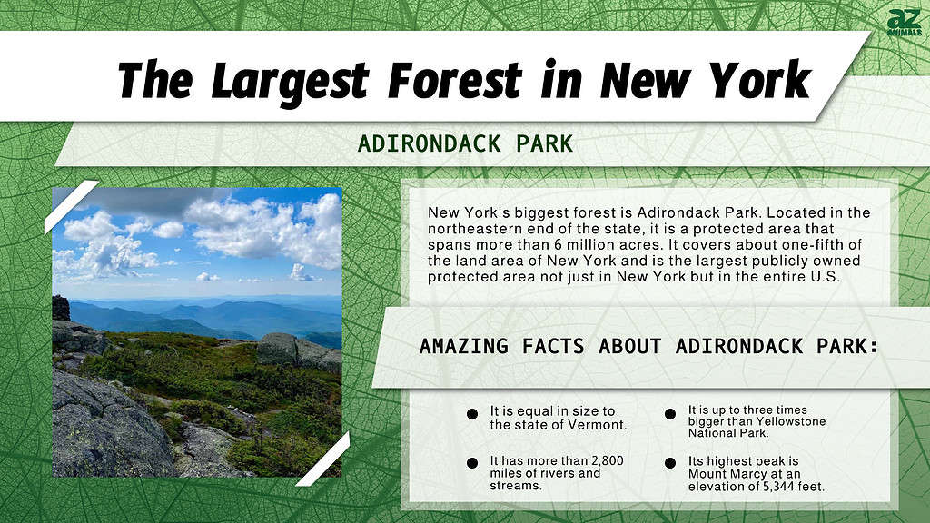 Infographic of the Largest Forest in New York