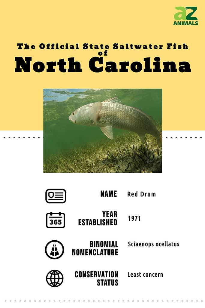 State animal infographic for the official state saltwater fish of North Carolina, the red drum.