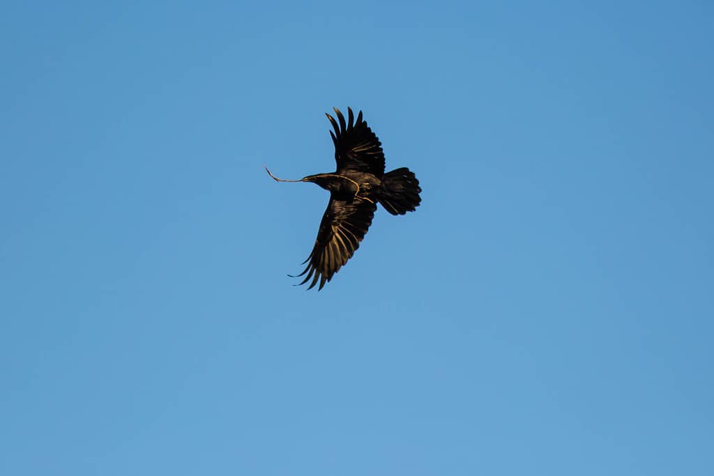 American carrying off a stick to use for catching prey in a hole.