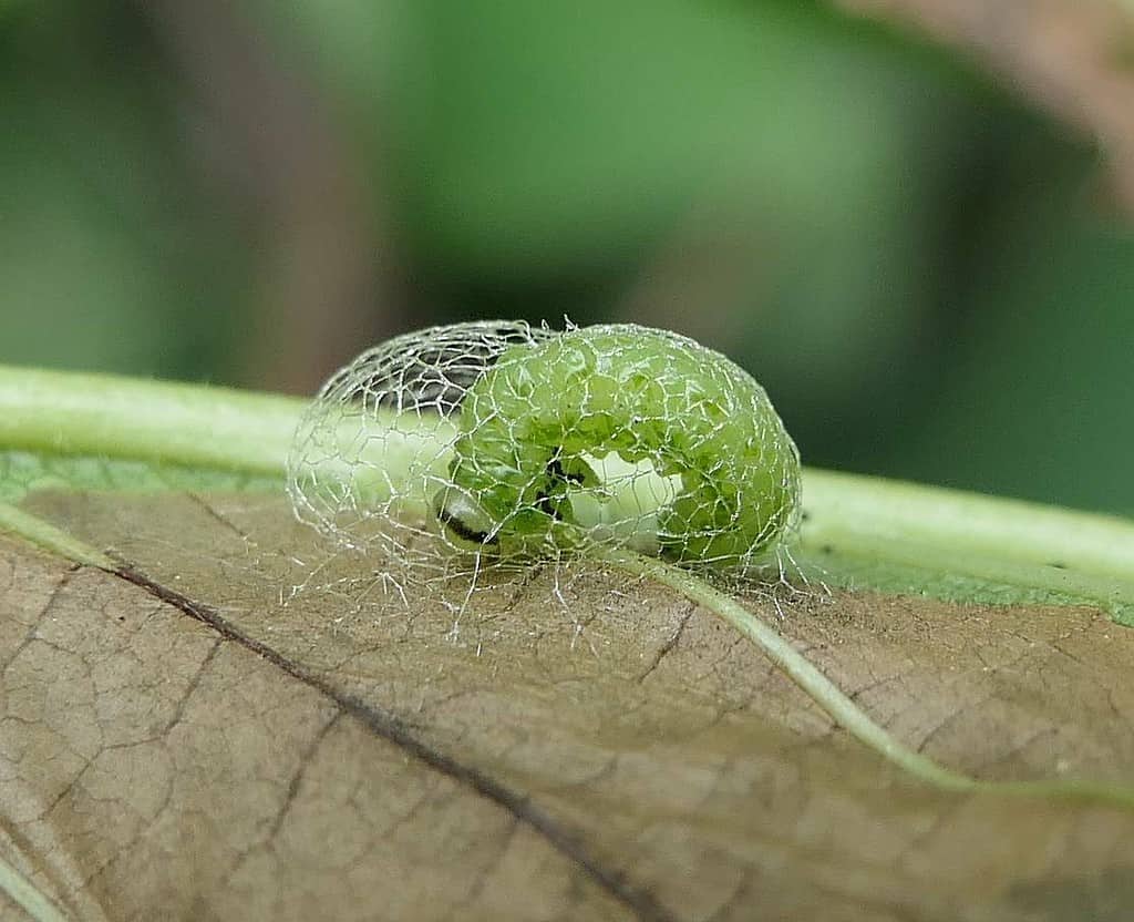Elm Zigzag Sawfly (Aproceros leucopoda) larva in cocoon.