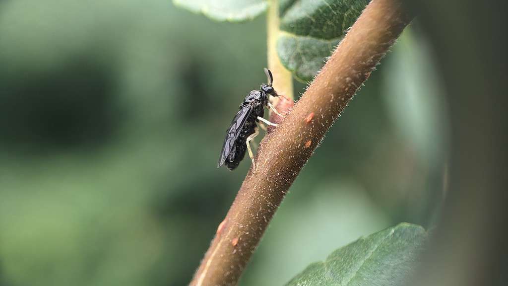 Elm Zigzag Sawfly (Aproceros leucopoda)