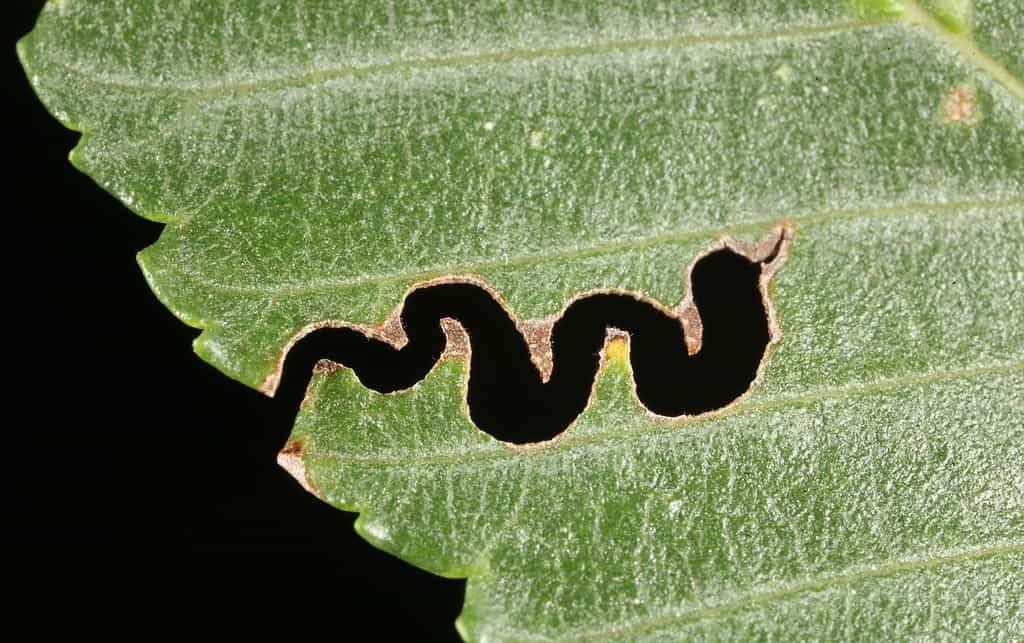 The larvae of the elm zigzag sawfly creates a distinctive zigzag pattern on leaves as they feed.