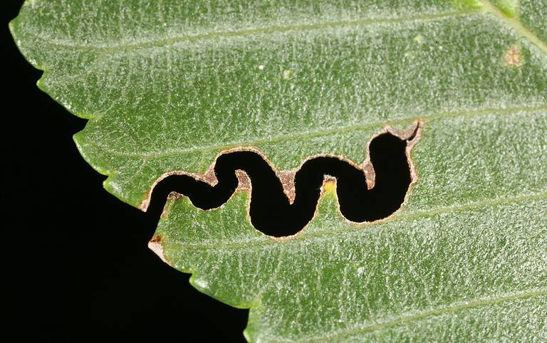 The larvae of the elm zigzag sawfly creates a distinctive zigzag pattern on leaves as they feed.