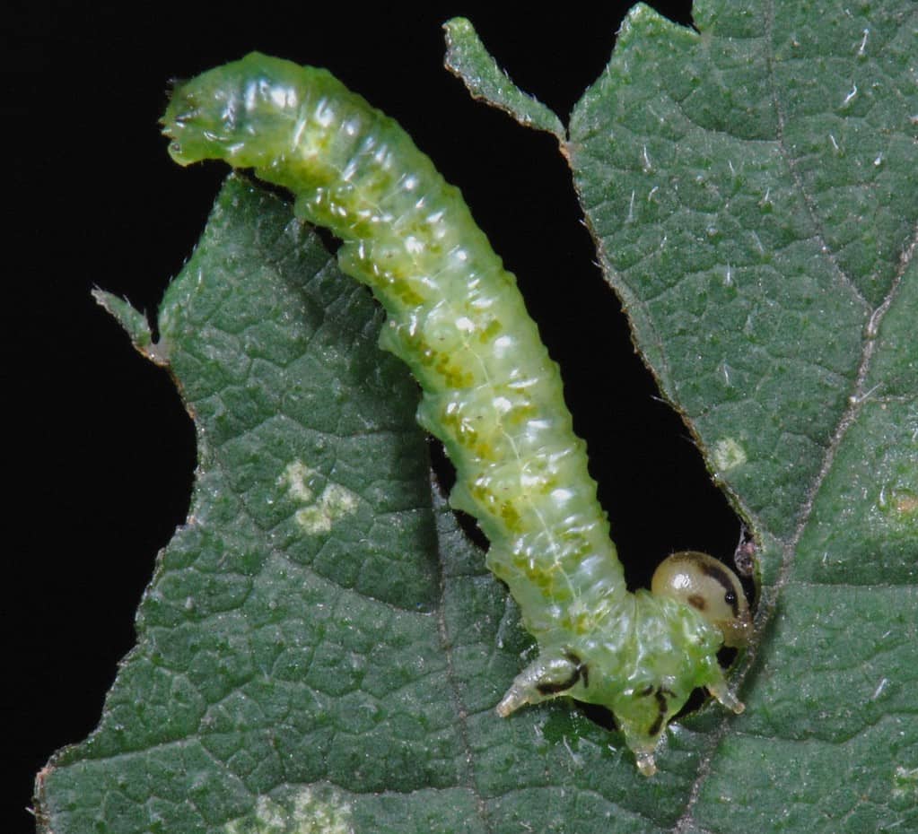The elm zigzag sawfly larva is up to one-half-inch long and a light green color.