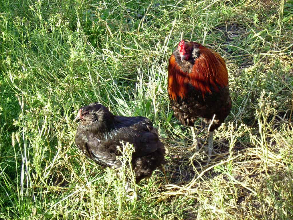 Araucana chickens