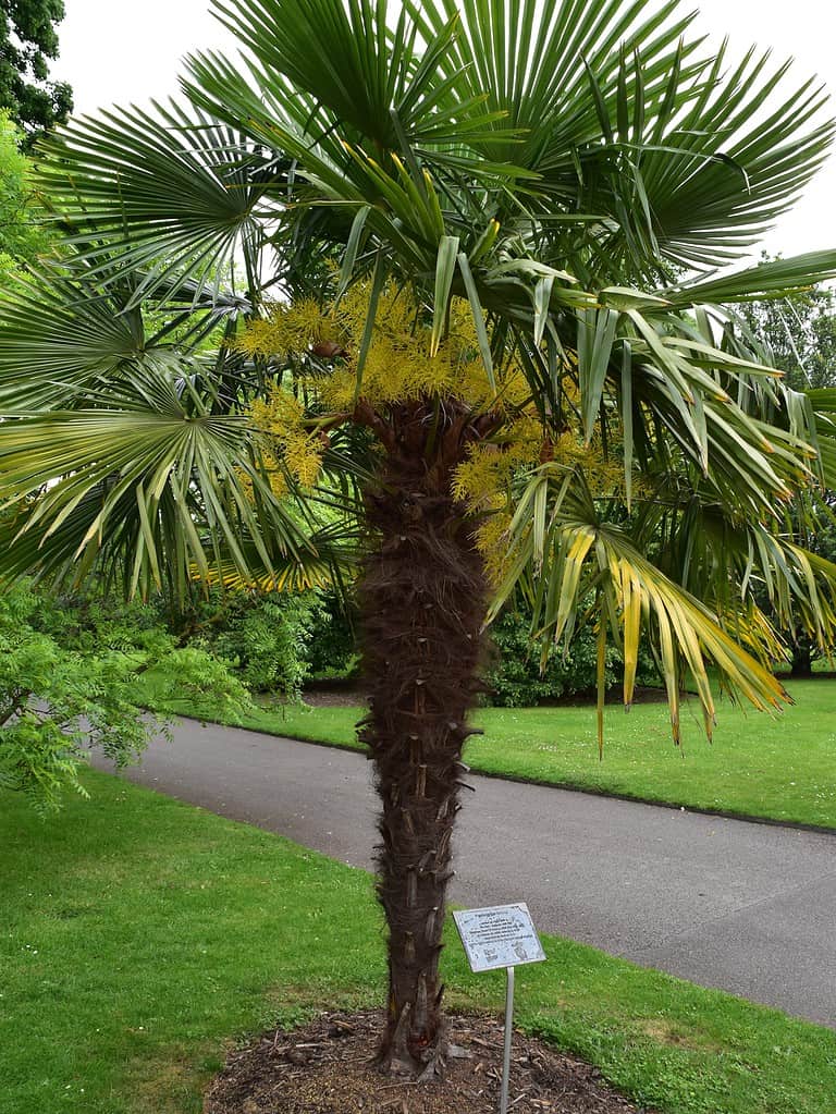 Windmill Palm (Trachycarpus fortune)