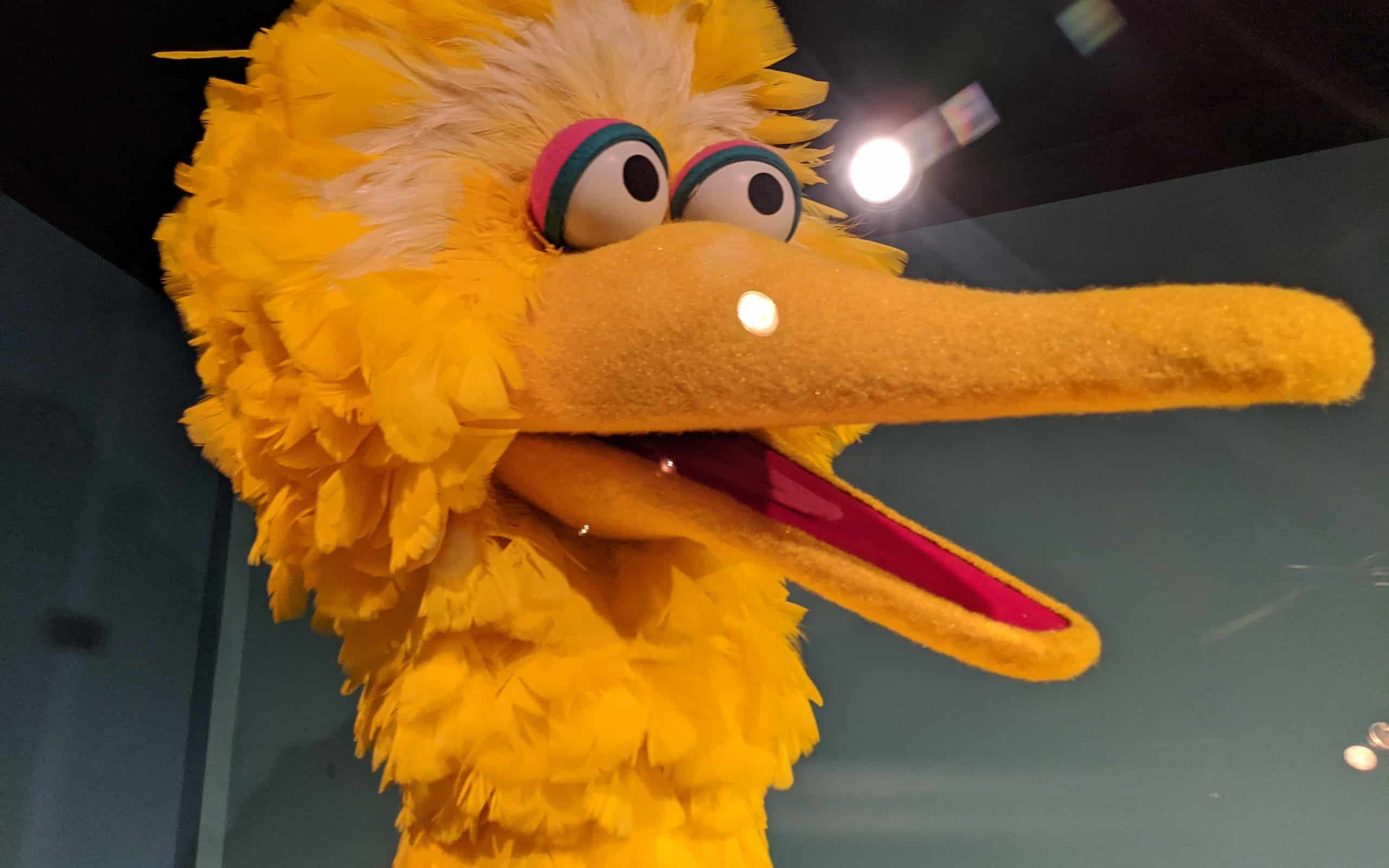 Discover Big Bird's Age, Height, and What Kind of Bird He is - A-Z Animals