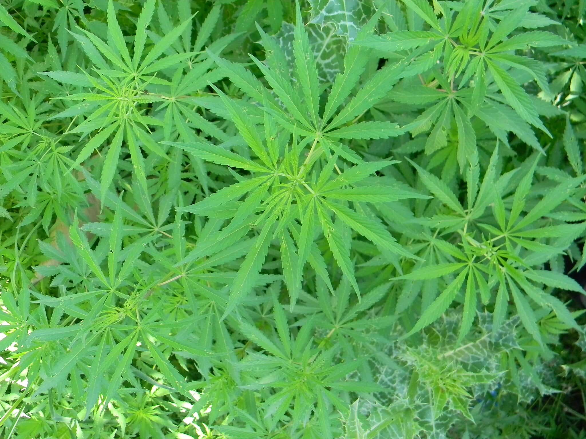 Up close view of a cannabis or marijuana plant