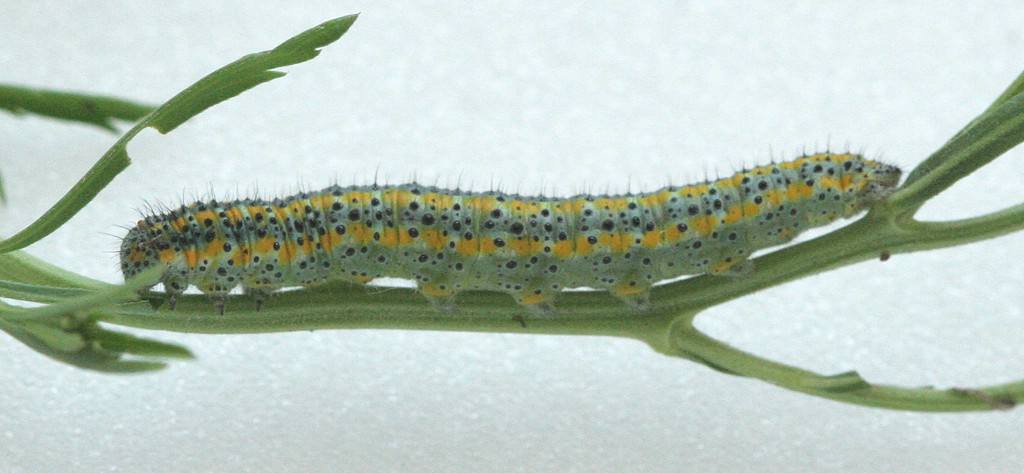Pontia protodice , checkered white caterpillar