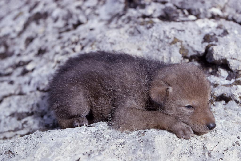 Coyote pup