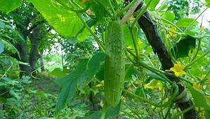 The Longest Cucumber Ever Grown Was as Long as a Child Picture