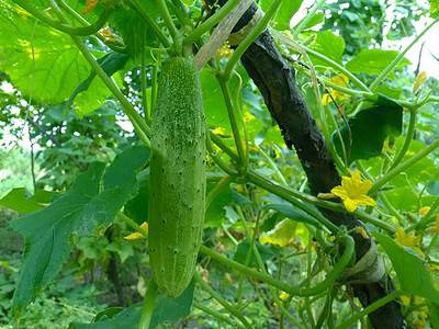 A The Longest Cucumber Ever Grown Was as Long as a Child