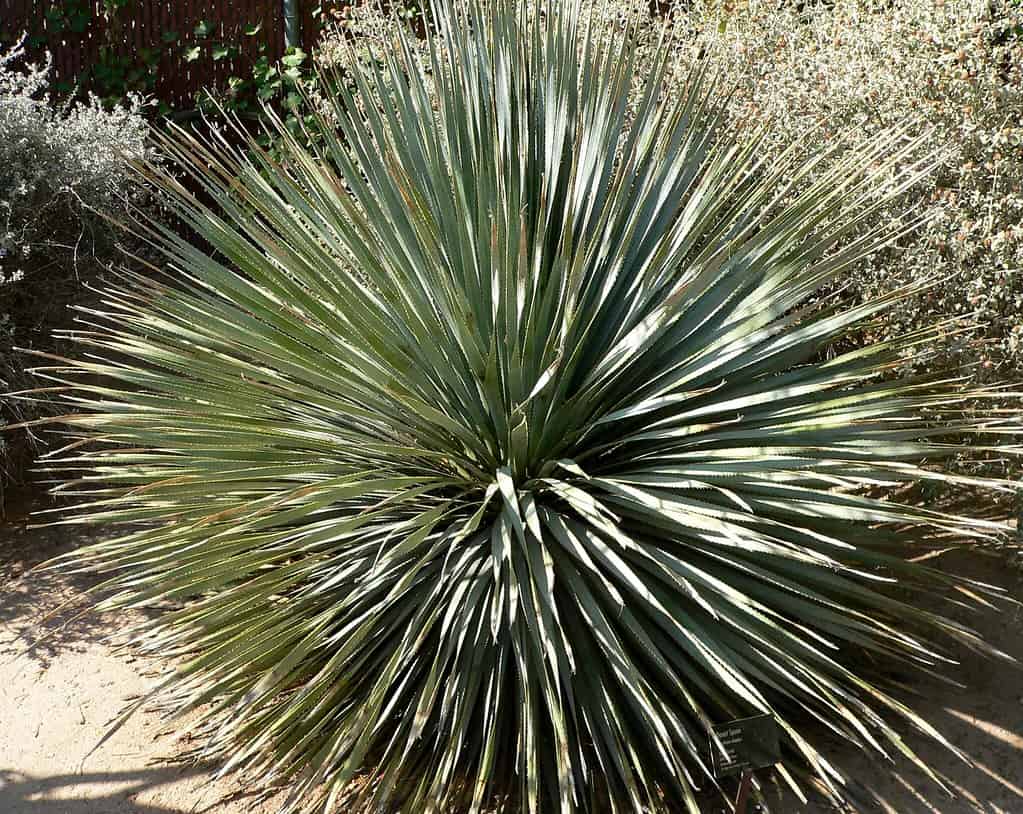 Desert spoon, dasylirion wheeleri ,succulent