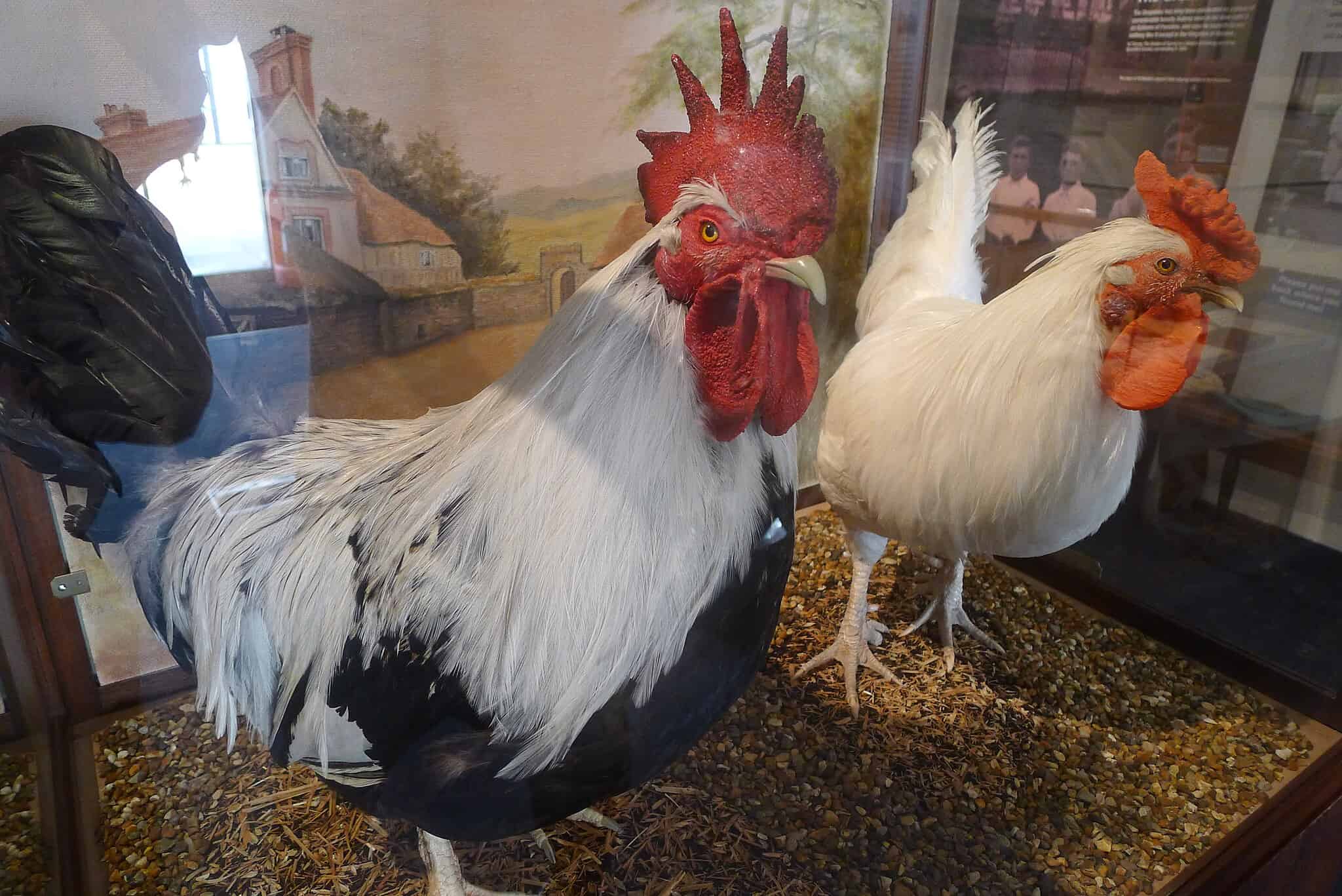 28 White Chicken Breeds You Are Sure to Love - A-Z Animals