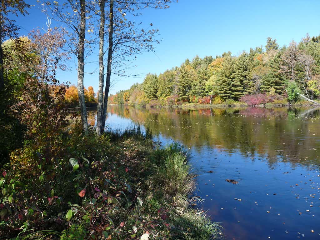 The Flambeau River State Forest is a state park along the Flambeau River in northern Wisconsin. In 1973 it was designated a National Natural Landmark, one of only 18 in the state of Wisconsin. Photo taken from the boat landing where Deadman Slough enters the Flambeau at Highway 70, looking downstream with water level medium-high.