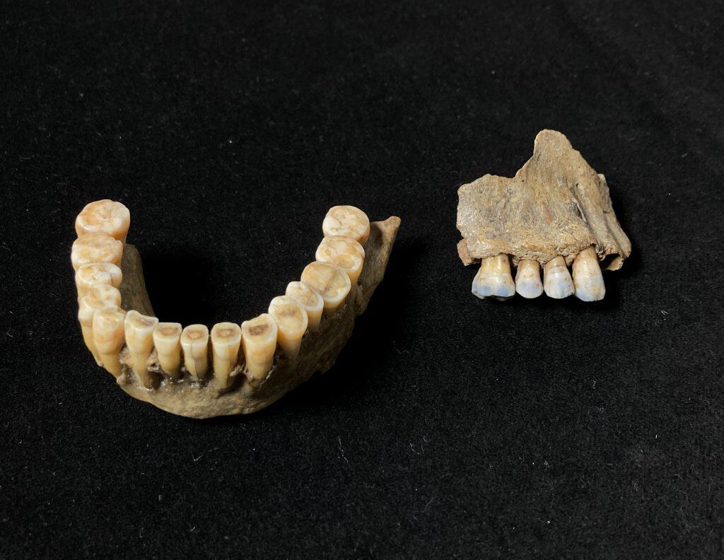 Neanderthal jaw fragments including teeth