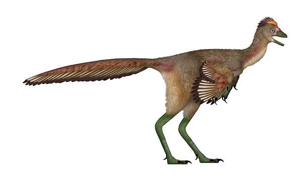 Recently Discovered Bird-Like Dinosaur Throws Scientists a Curveball ...