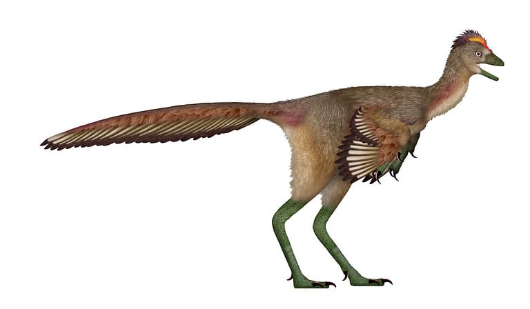 Fujianvenator prodigiosus discovered in China in 2023