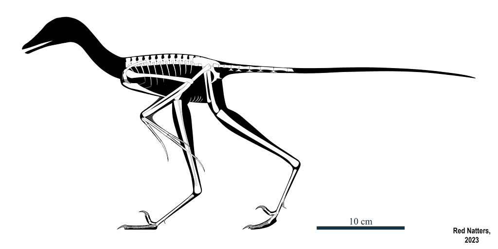 Fuijianvenator prodigiosus skeleton reconstruction