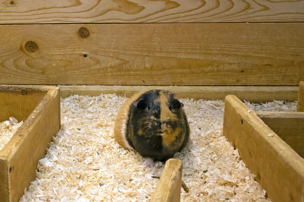 Funny cute tortoiseshell guinea pig sitting on the sawdust