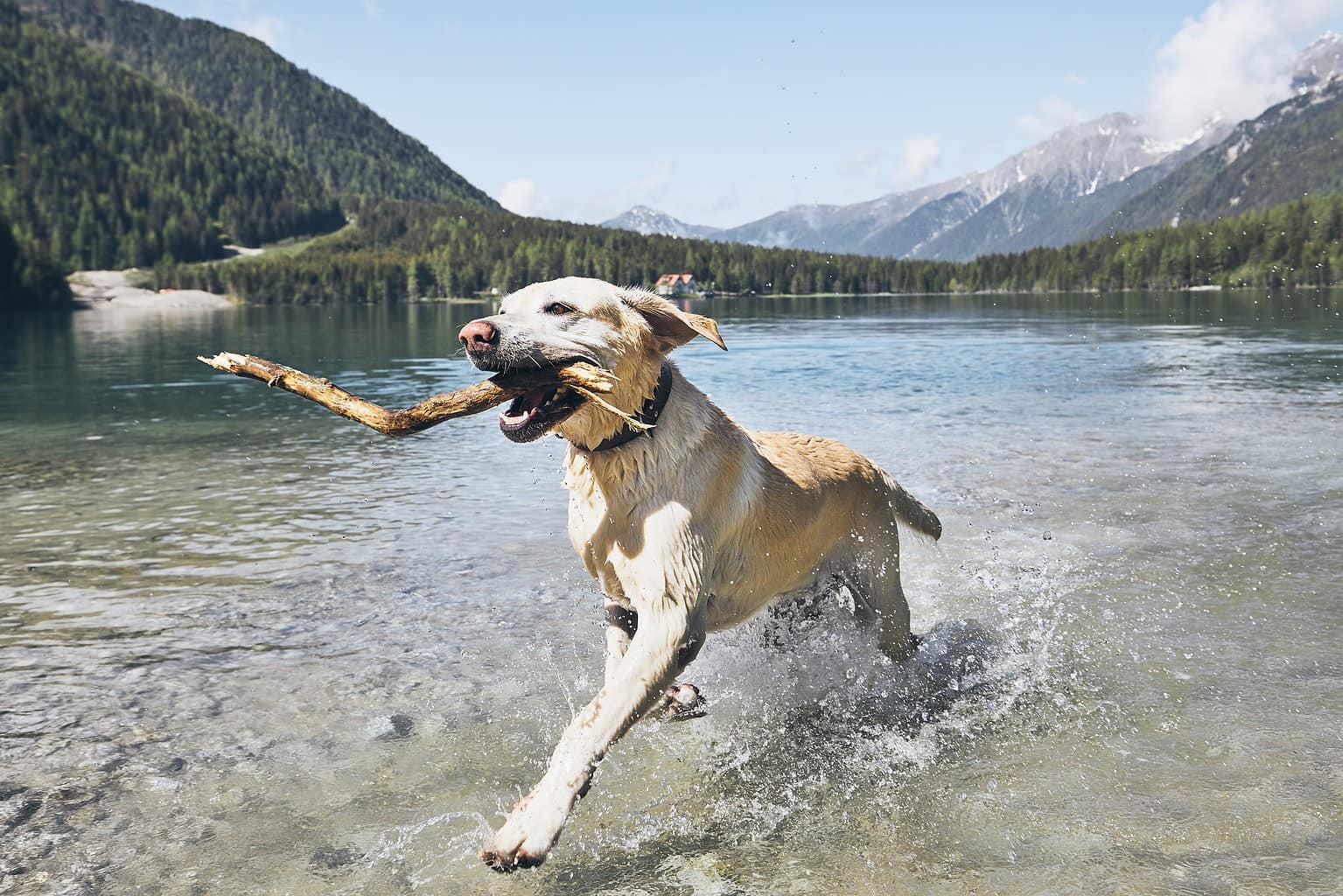 Labrador Retriever Training Guide: Recommended Cues, Timelines, and ...