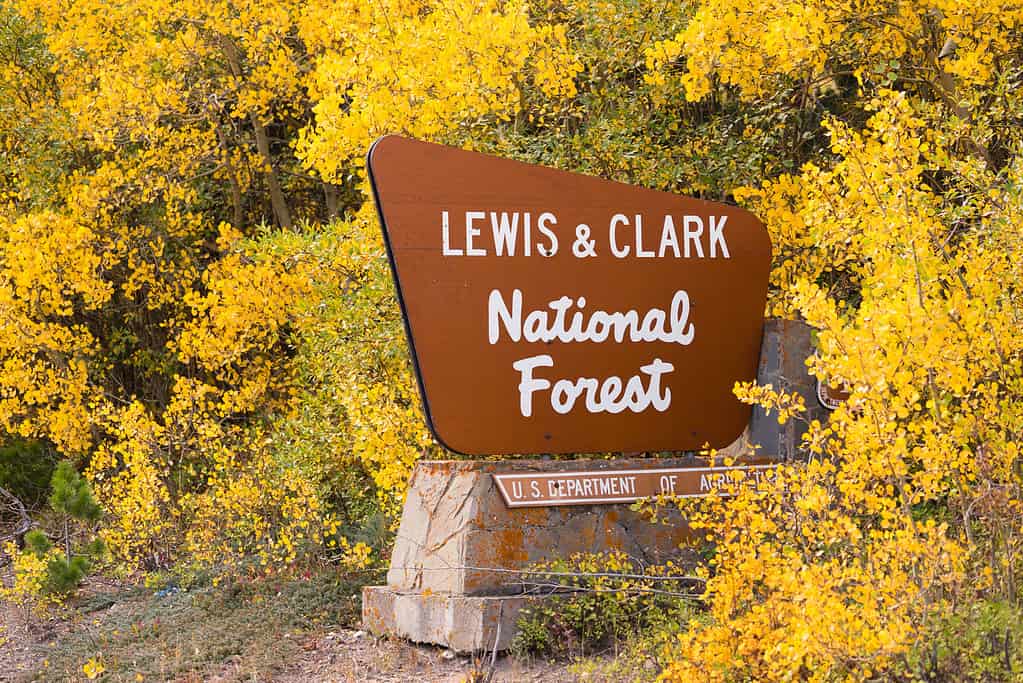 Fall Comes Bringing Yellow Leaves to Lewis & Clark National Forest