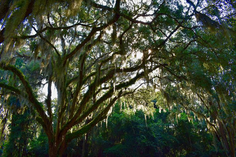 Spanish Moss, Timucuan Ecological and Historic Preserve, Florida, USA