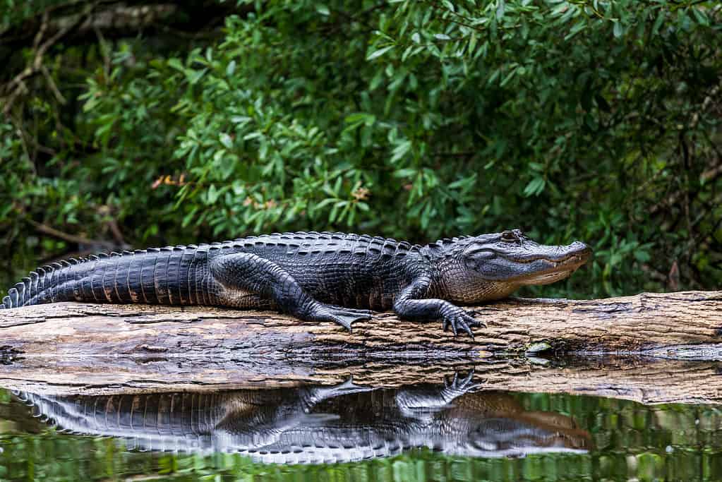Adult Alligator Sunning on a Log