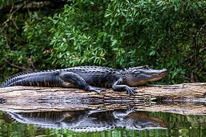 The Top 5 Most Alligator-Infested Rivers in Florida Picture