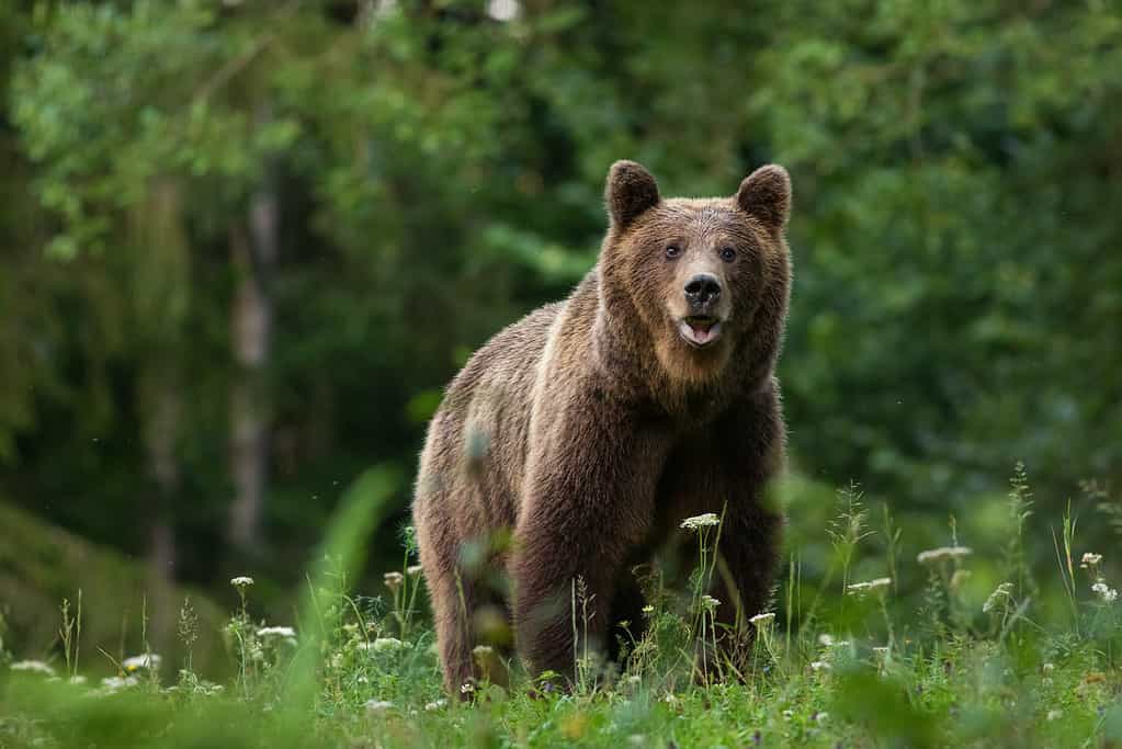 Large Carpathian brown bear portrait in the woods Europe Romania.