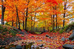 Discover When Leaves Change Color in Tennessee (and 6 Beautiful Places to See Them) photo