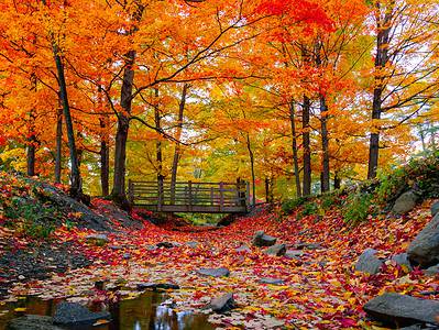 A Discover When Leaves Change Color in New Jersey (And 5 Beautiful Places to See Them)