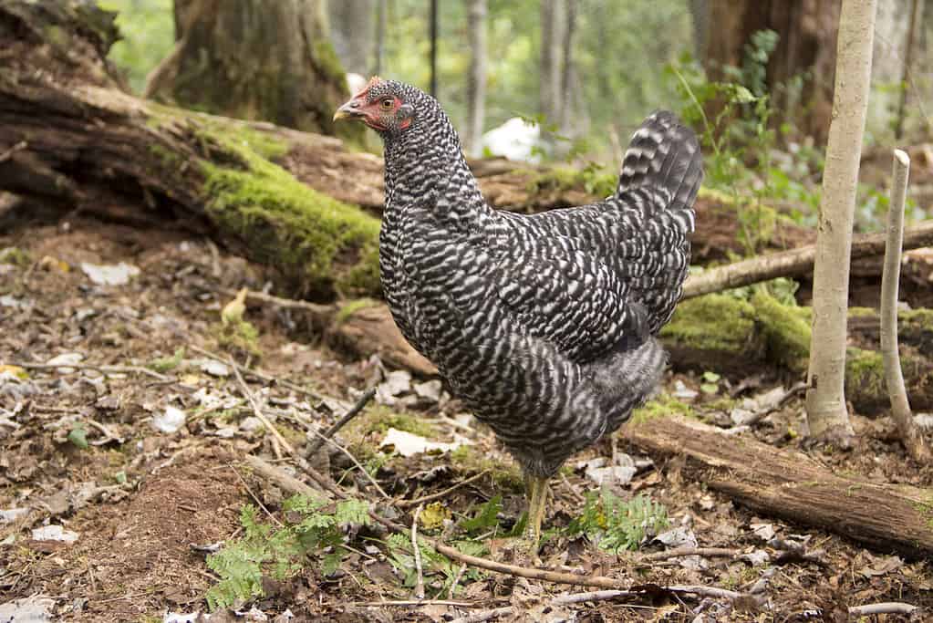 Barred Rock Hen Standing in the Woods