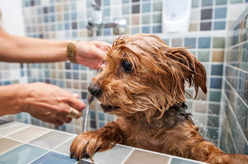 Little wet cute and beautiful purebred Yorkshire Terrier dog trying to escape from the bathtub because he don't want to bathing selective focus