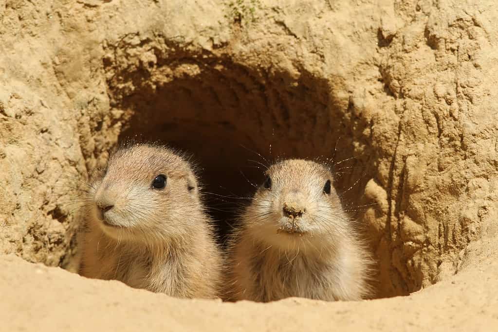 Two baby prairie dogs looking out of their burrow