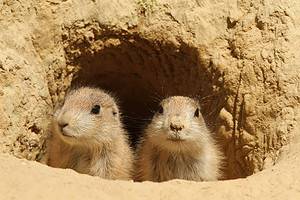 Do Prairie Dogs Make Good Pets? Discover the Pros and Cons Picture