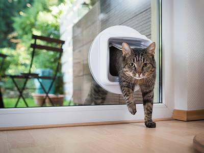 A 7 Reasons to Buy a Smart Pet Door For Your Cat Today