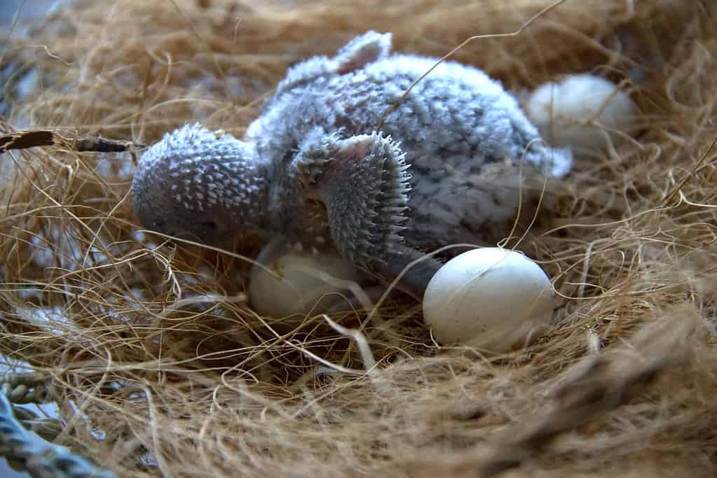 Four day old budgie.