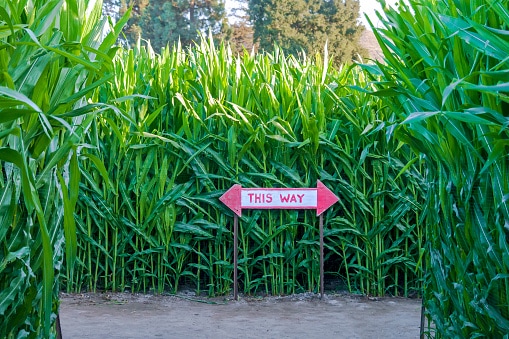 Corn maze with directional sign