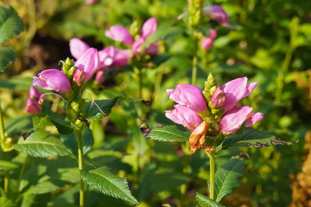 chelone obliqua or pink turtlehead plant