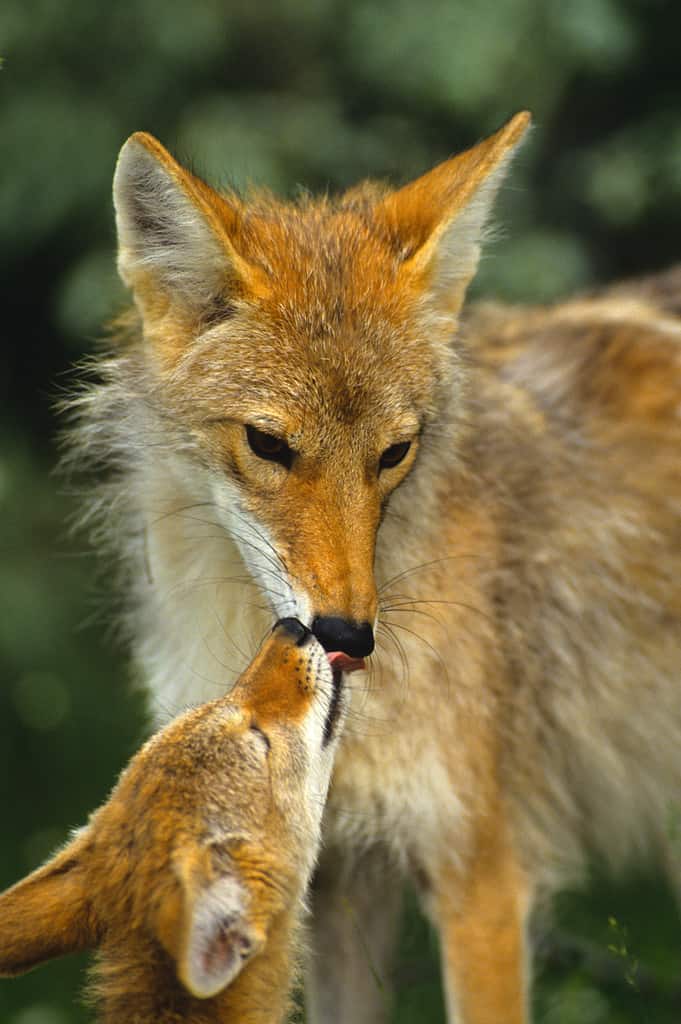 Coyote Mother and Pup Interacting